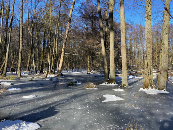 Erlbruch im Lenné-Park Görlsdorf im Winter